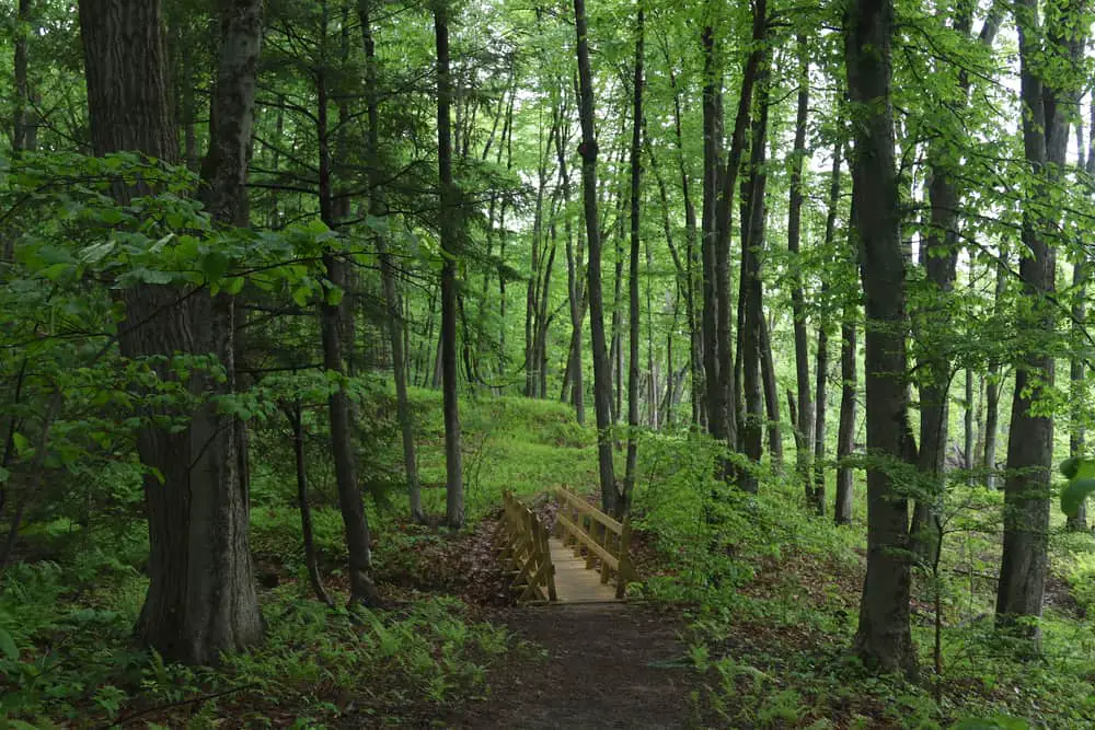 Arcadia Wildlife Sanctuary, Easthampton