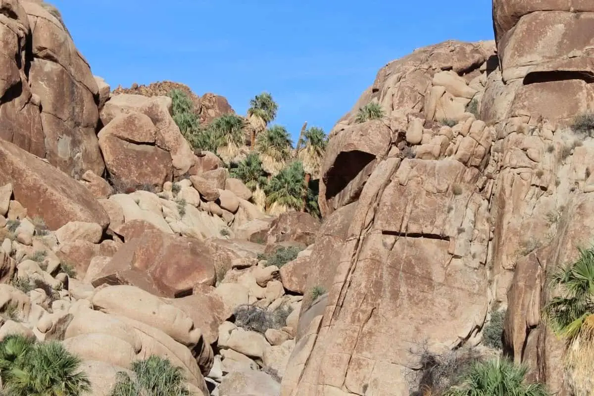 Best Short Hikes In Joshua Tree 2