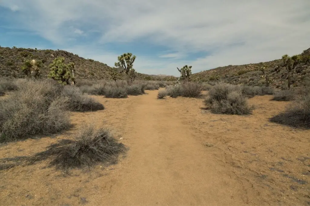 Lost Horse Mine Loop Trail Joshua Tree