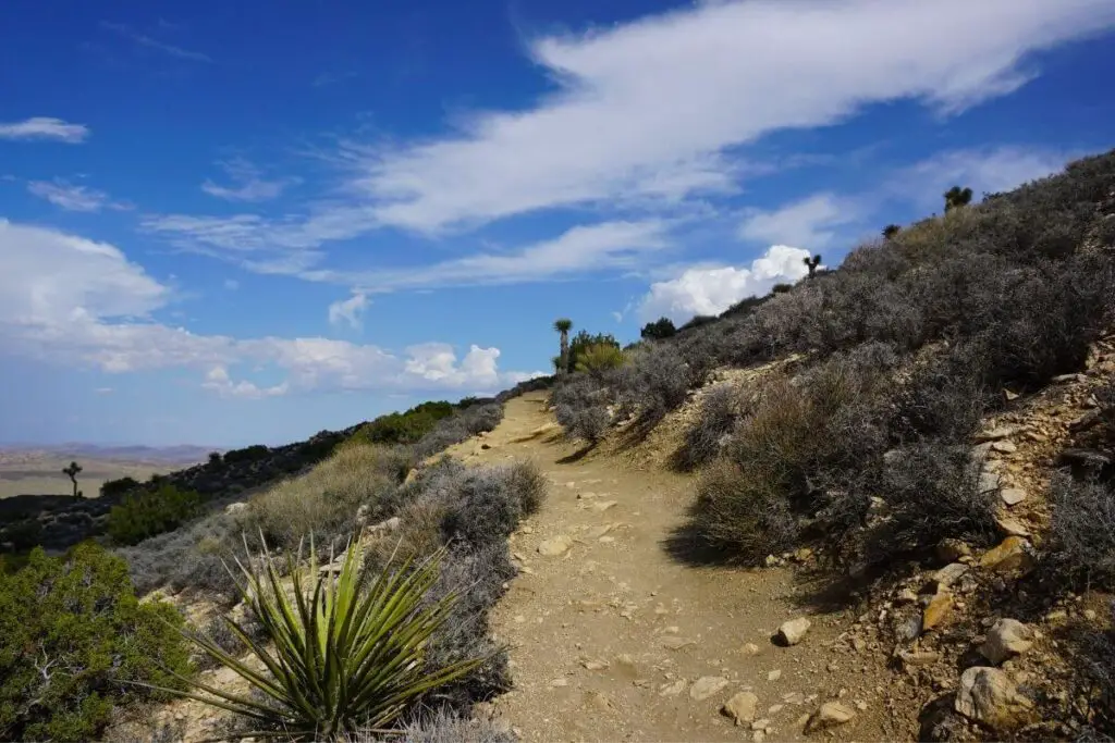 Ryan Mountain Trail Joshua Tree