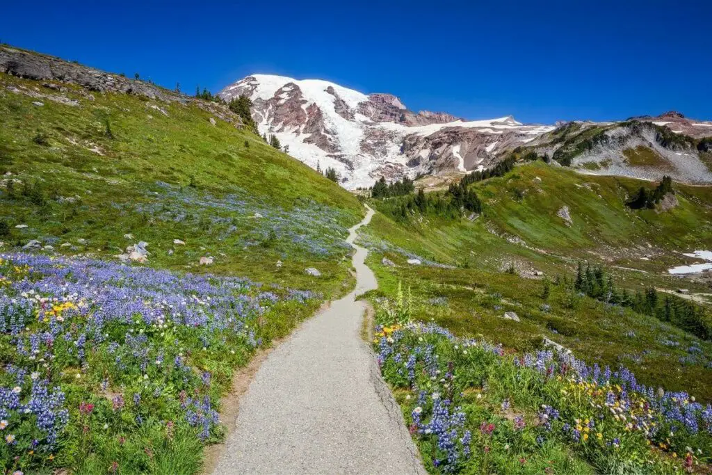 Shriner Peak Trail Mt. Rainier National Park