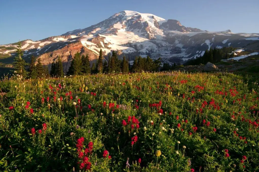 The Skyline Trail Mt. Rainier National Park