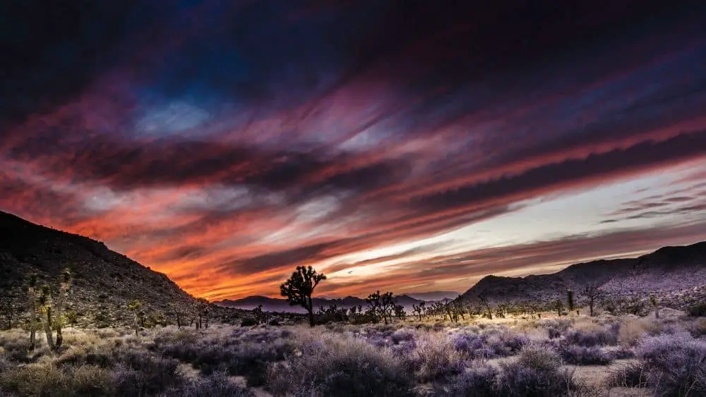 Best free camping spots Joshua tree park