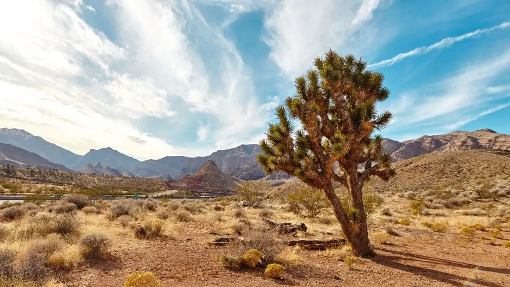 Desert Joshua tree park sunny day