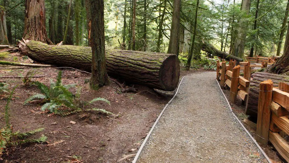 Redwood National park trails