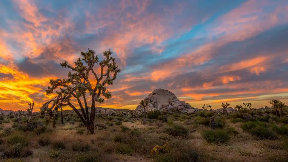 rules follow camping Joshua tree