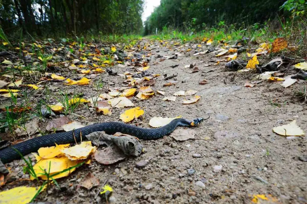 prevent snake bite hikers tips