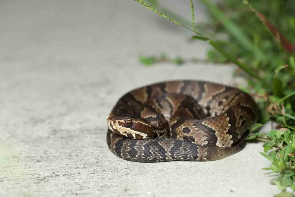 snakes hiking danger