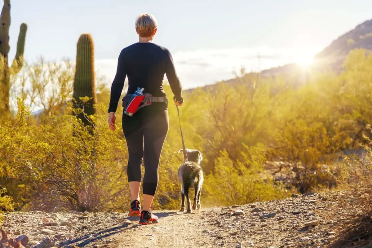 What To Do If You See A Coyote While Hiking?