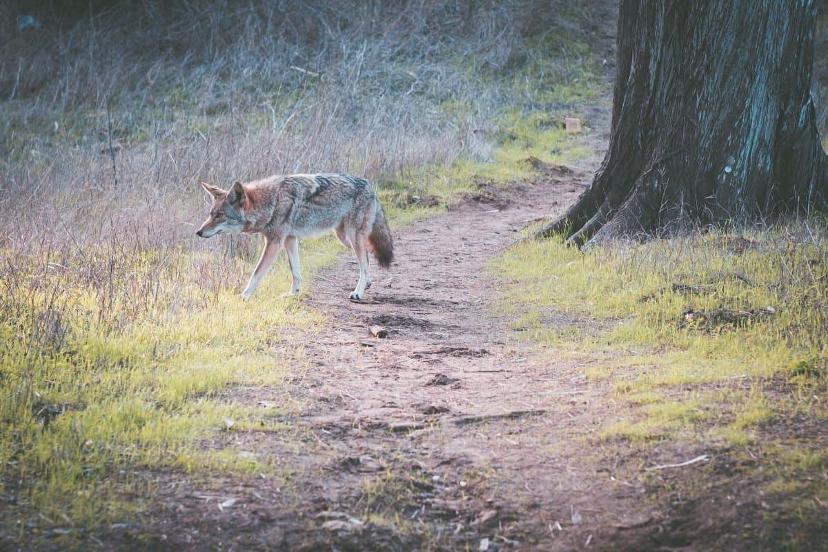 What To Do If You See A Coyote While Hiking?