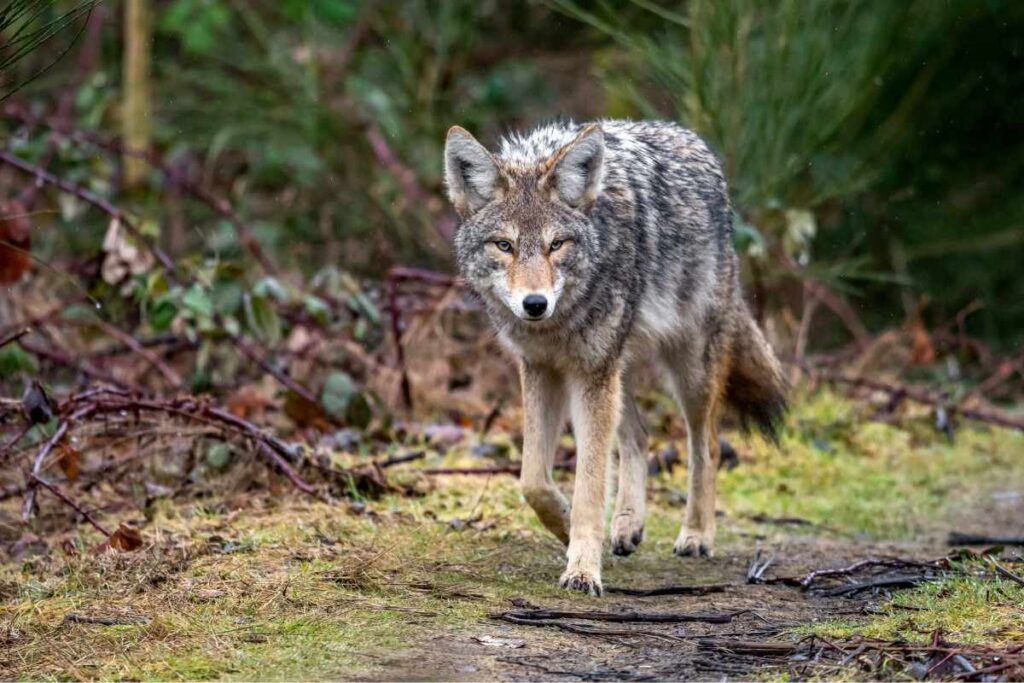 How To Avoid Coyote Encounters?