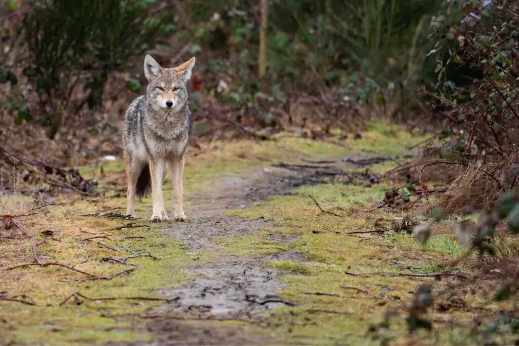 Coyote Presence