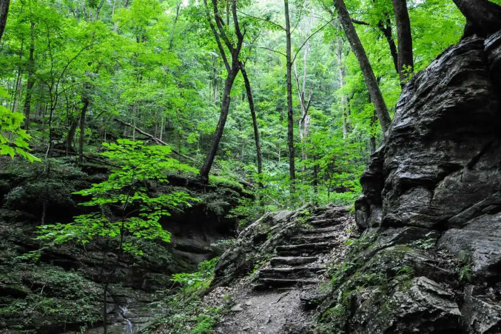 hiking Kentucky forest