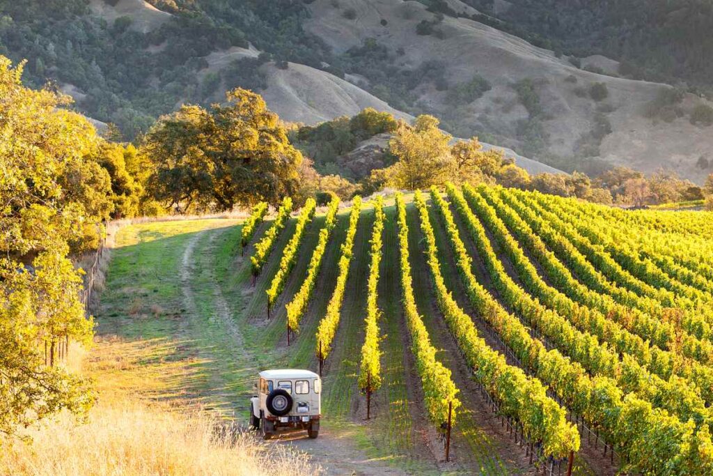 Sonoma County vineyards