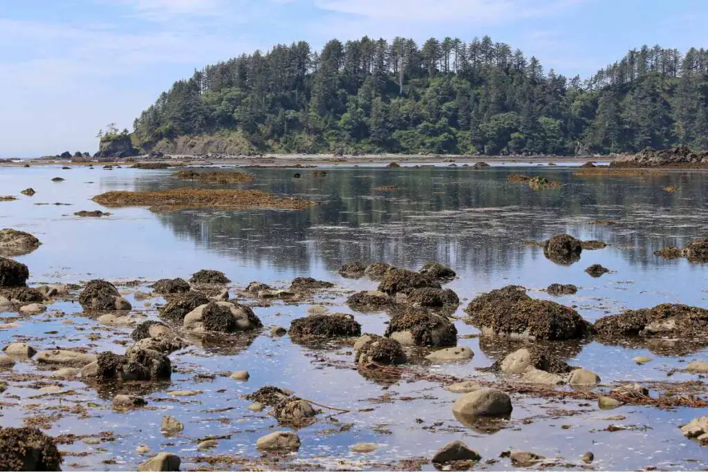 Cape Alava trail