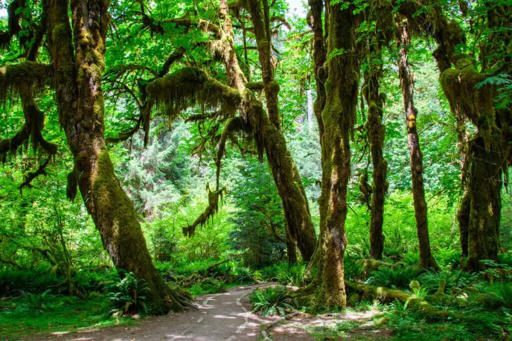 Hoh Rainforest trail