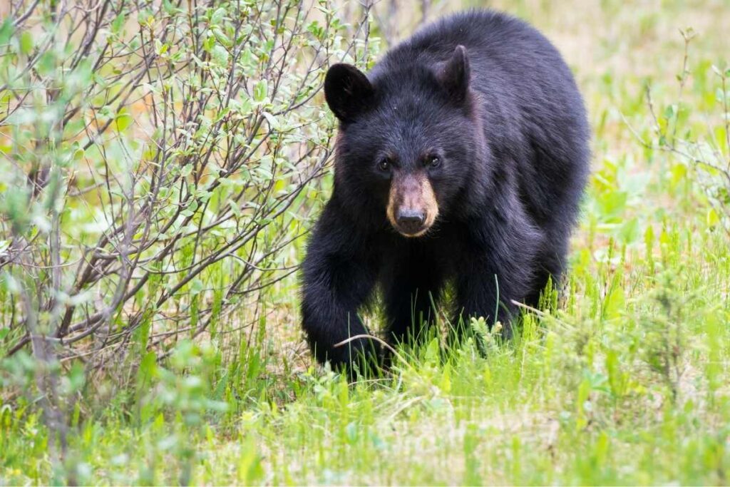black bear Georgia