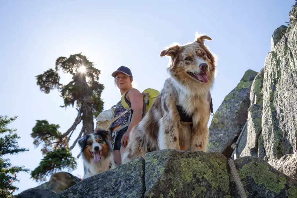 dog friendly Bay Area hiking trails