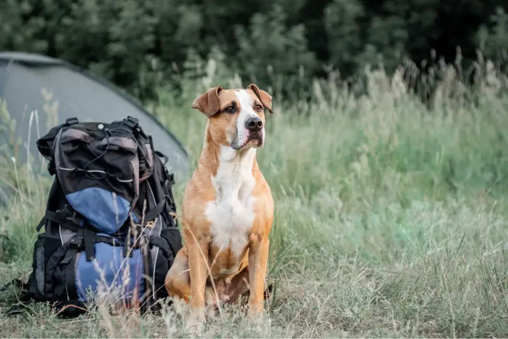Tips hiking with your dog